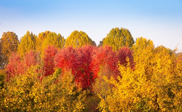 Fall season with blue sky and amazing day light