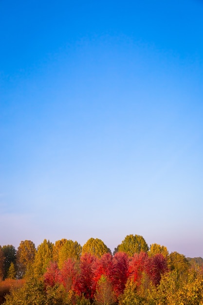 写真 青い空と素晴らしい日光の秋の季節