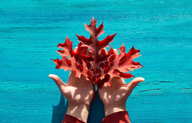 ひびの入った織り目加工のターコイズブルーの木材に女性の手で赤いカシの葉で秋の季節のフラットレイアウト。