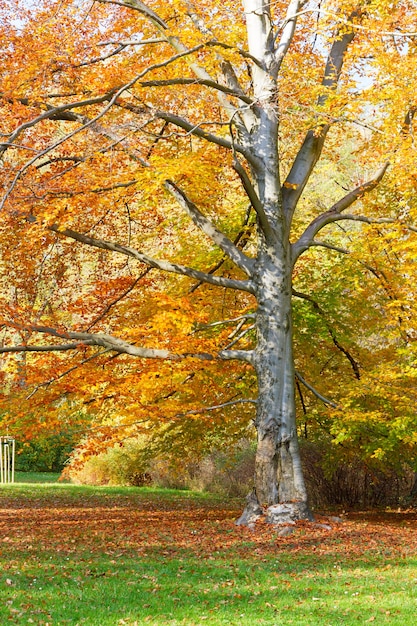 Fall tree with golden leaves in sunny day