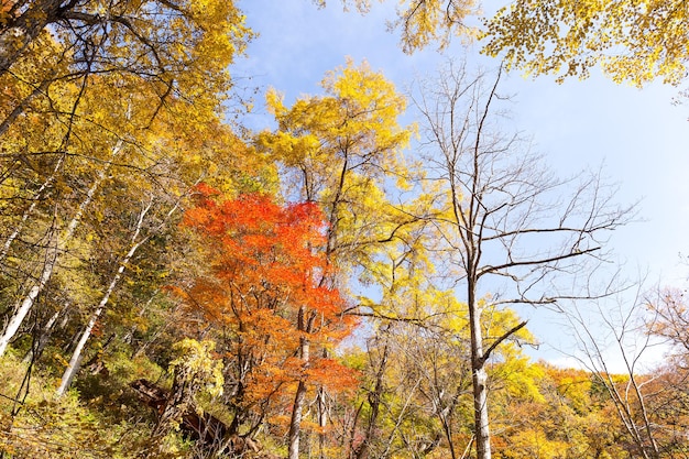 Fall trees and leaves