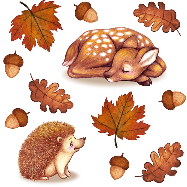 Photo fall watercolor leaves fawn hedgehog acorn collection isolated