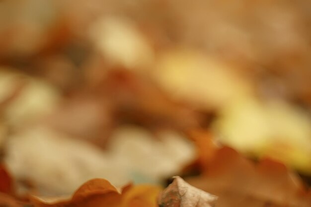写真 秋の濡れた葉の背景/秋の背景、木から落ちた黄色の葉、葉の落下、秋の公園