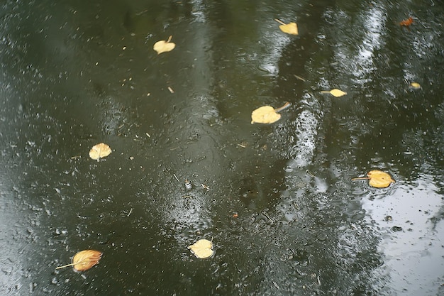 写真 秋の濡れた葉の背景/秋の背景、木から落ちた黄色の葉、葉の落下、秋の公園