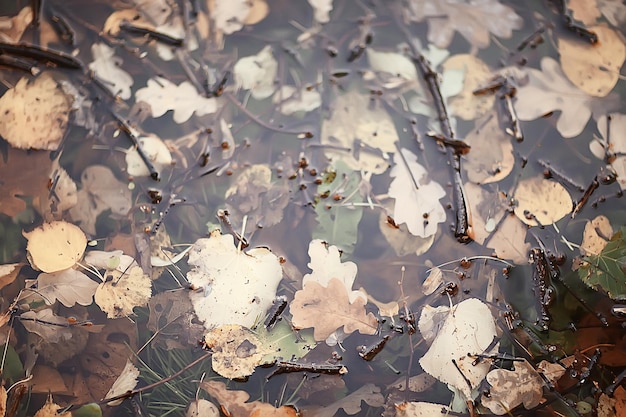 秋の濡れた葉の背景/秋の背景、木から落ちた黄色の葉、葉の落下、秋の公園