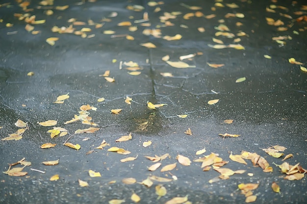 秋の濡れた葉の背景/秋の背景、木から落ちた黄色の葉、葉の落下、秋の公園