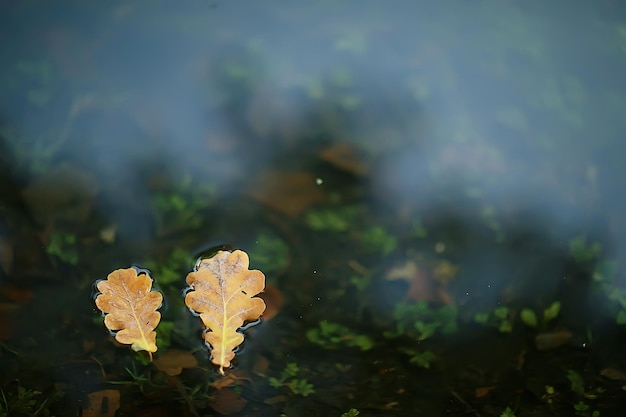 fall wet leaves background / autumn background, yellow leaves fallen from the trees, fall of the leaves, autumn park