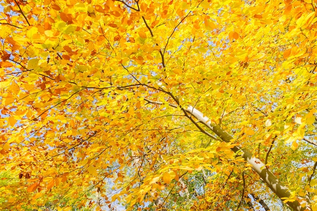 晴れた日に秋の公園で黄色い桜の木が落ちる