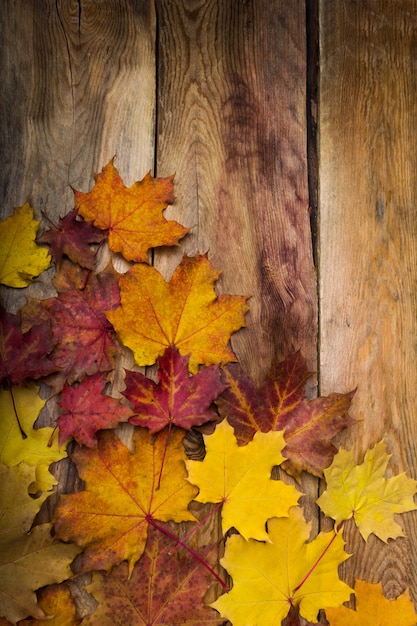 Fall yellow, orange and red maple leaves, copy space