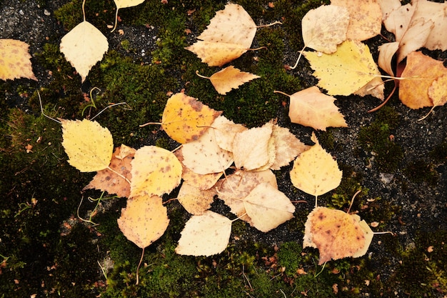 Foto il fogliame autunnale caduto giace a terra.