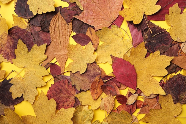 Fogliame di autunno caduto sdraiato su sfondo giallo.