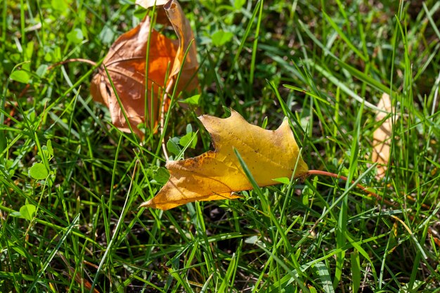 緑の草の上に倒れた紅葉