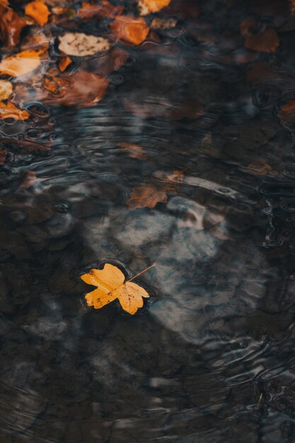 Photo fallen autumn leaf