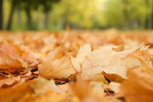 公園に対して落ちた紅葉