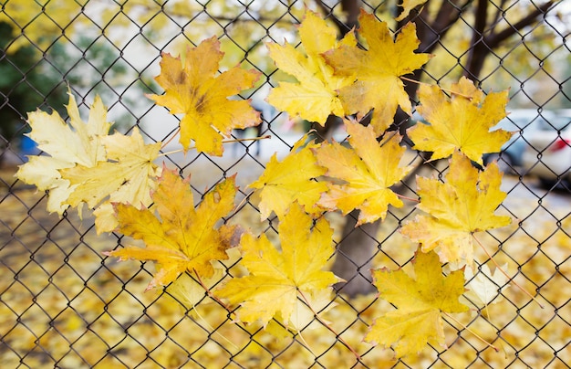 A fallen autumn leaves caught on a wire fence