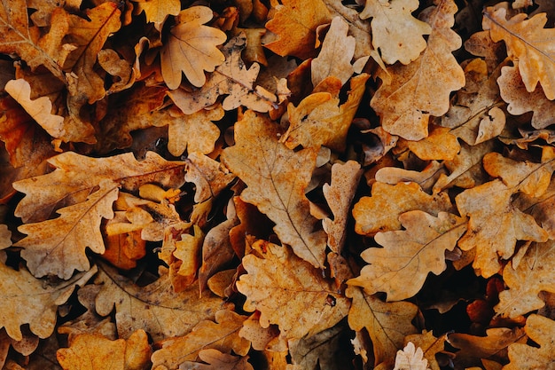 写真 落ちた紅葉カラフルな背景草の上の乾燥したオレンジの葉