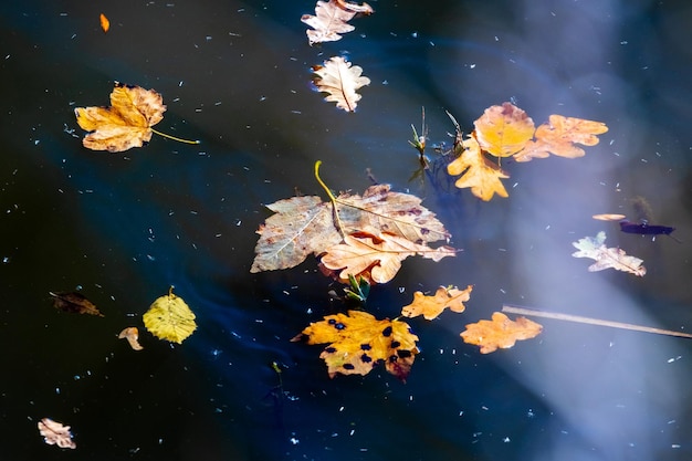 Fallen autumn leaves float on the water