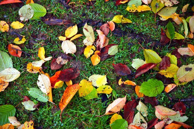 草の背景に落ちた紅葉