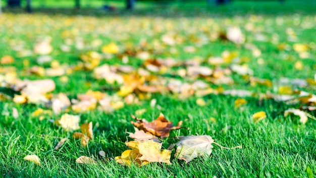 赤の広場、モスクワの芝生に落ちた紅葉。