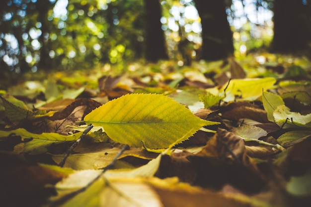 晴れた朝の光の中で草の上に落ちた紅葉、トーンの写真。コピースペースと黄色の葉のクローズアップ