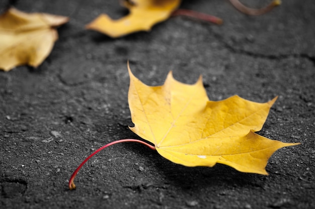 Fallen autumn leaves on grass in sunny morning light, toned photo