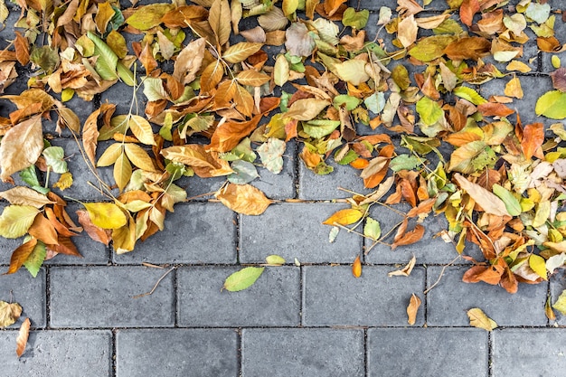 Le foglie autunnali cadute giacciono sul pavimento delle pietre per lastricati sfondo naturale del fogliame colorato