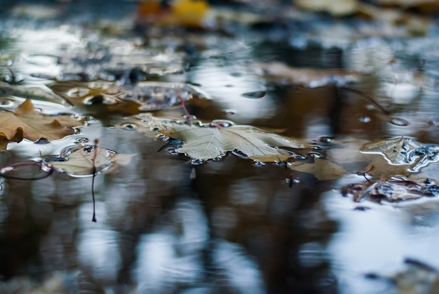 Fallen autumn leaves on the water surface