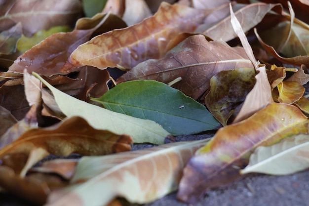 Photo fallen autumn leaves