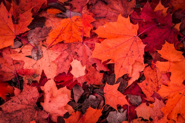 Photo fallen autumn leaves