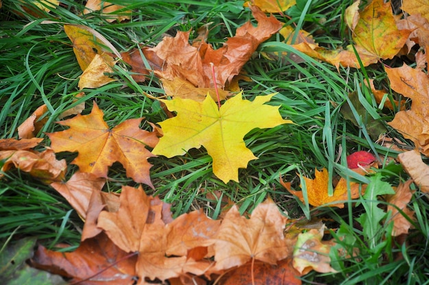 Fallen autumn leaves