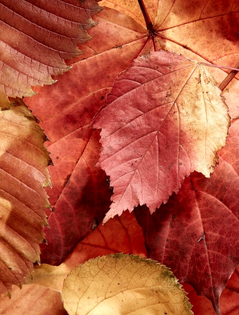 fallen autumn multi-coloured leaves...