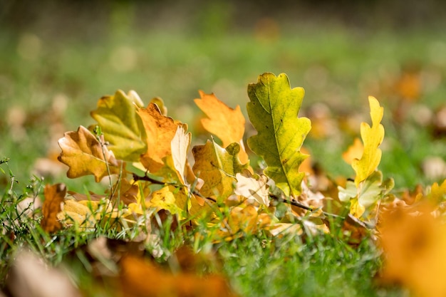 Fallen autumn oak leafs on a ground on a sunny day