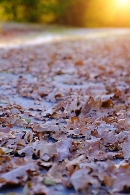 Fallen autumn oak leaves on background of road illuminated by sun.