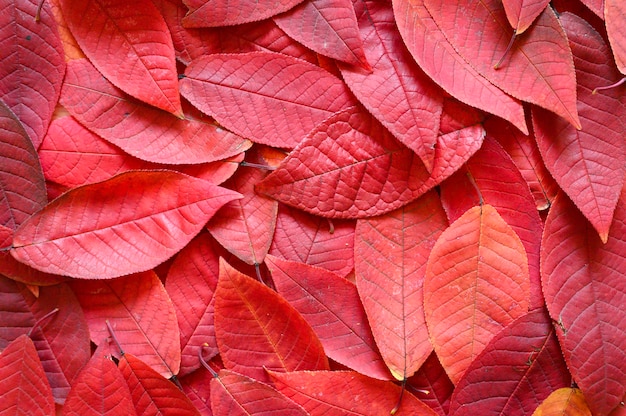 Fallen autumn red leaves of cherry tree