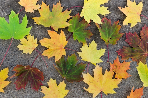 Fallen autumn yellowed maple leaves on the ground