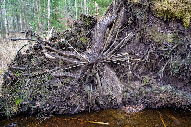 Foto grande pino caduto nella foresta dopo l'uragano parco naturale nazionale kemeri vicino a jurmala in lettonia