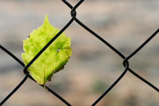 A fallen birch leaf hangs on a metal fence The industrial facility is fenced with a fence made of metal mesh Autumn landscape and background