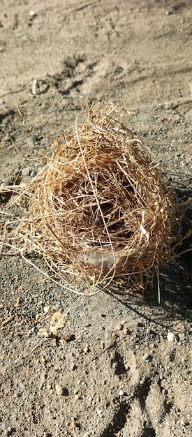 Fallen bird's nest taken from a closeup angle