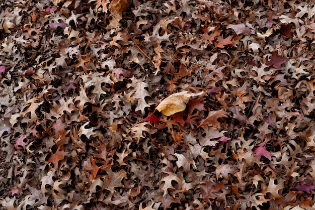 Fallen bunch of brown leaves