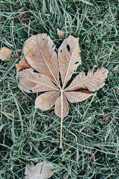 Fallen chestnut tree leaves covered with frost lie on the frozen grass