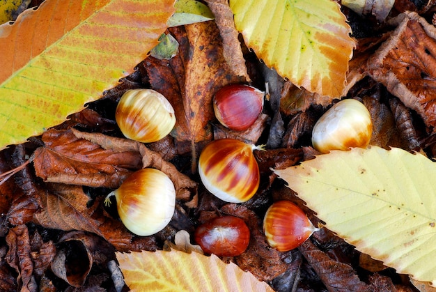 Fallen chestnuts on the floor of a chestnut forest Castanea sativa