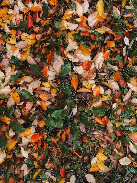 Опавшие красочные яркие осенние листья вертикальное фото