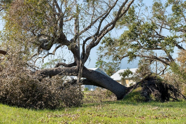 Упавшее дерево после урагана во Флориде Последствия стихийного бедствия