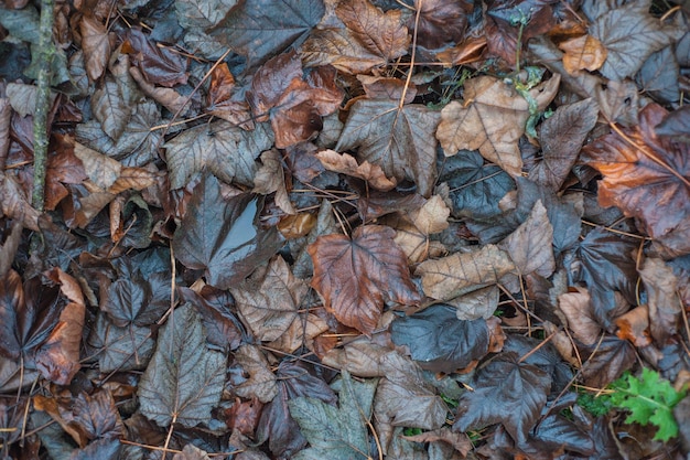 Fogliame marrone secco caduto dagli alberi nella foresta.