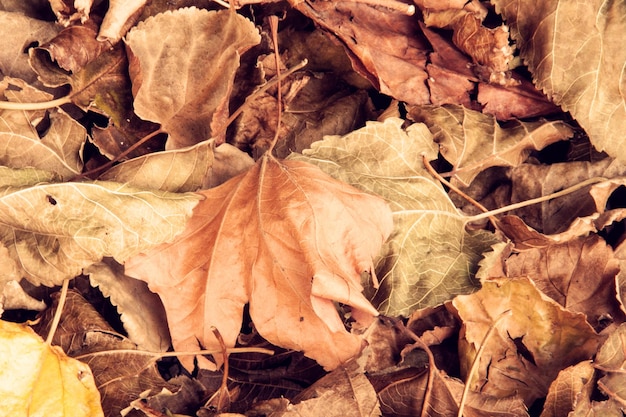 Fallen dry leaves close up background