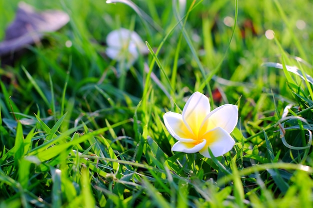 Foto fiore caduto