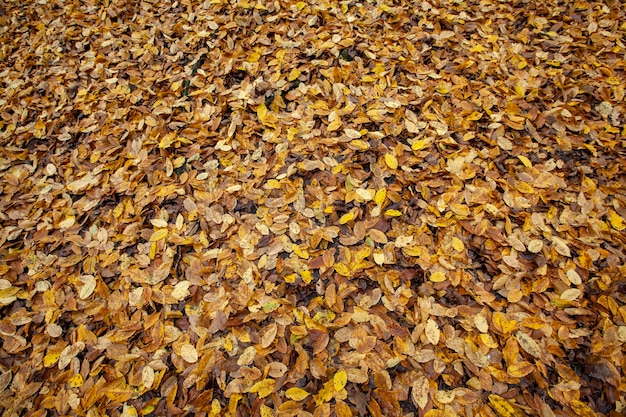 흐린 날씨에 낙엽이 떨어지는 가을의 낙엽