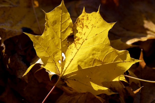 Fallen to the ground dry maple foliage in the autumn season