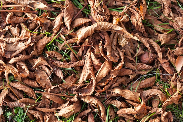 Fallen to the ground and green grass dry orange foliage of chestnut