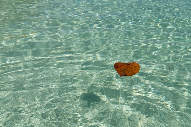 Fallen leaf floats in the purest water of the tropical sea.